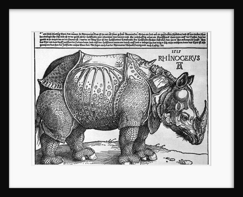 Rhinoceros by Albrecht Dürer