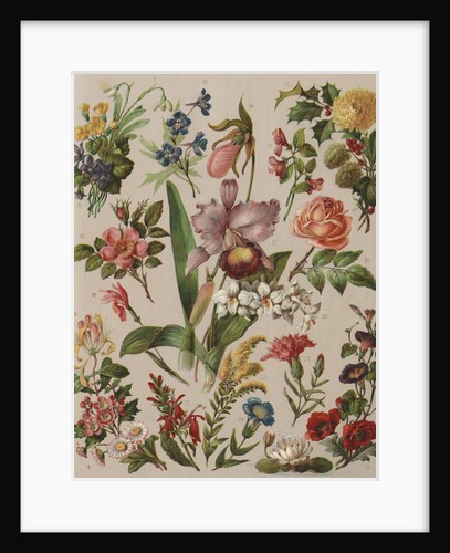 Familiar Flowering Plants by Anonymous