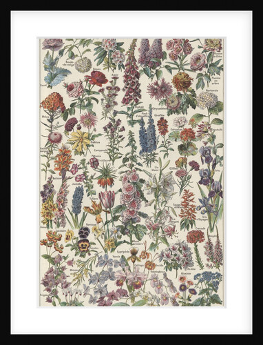 Flowers by Anonymous