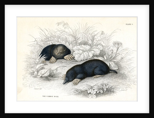 Common moles by Anonymous
