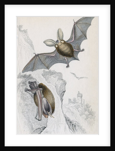 Long-eared bats by Anonymous