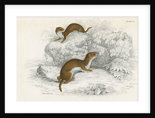 Weasels by Anonymous