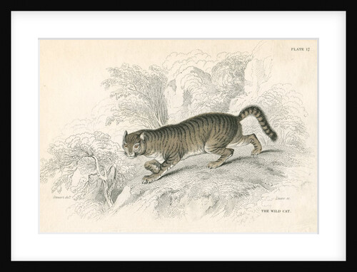 European wild cat by Anonymous