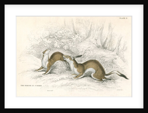 The ermine in summer by Anonymous