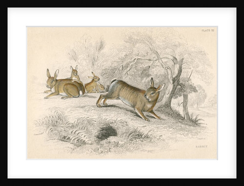 Rabbits by Anonymous