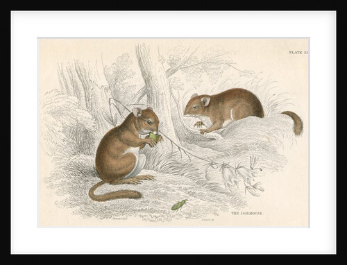 Common dormouse by Anonymous