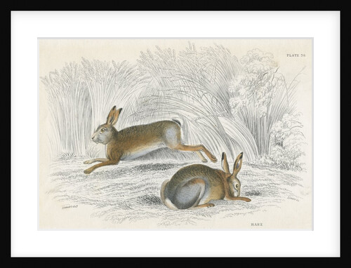 Two hares by Anonymous