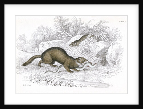Polecats by Anonymous
