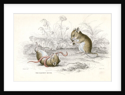 Harvest mice by Anonymous