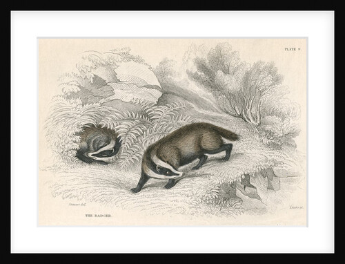 Common or Eurasian badgers by Anonymous