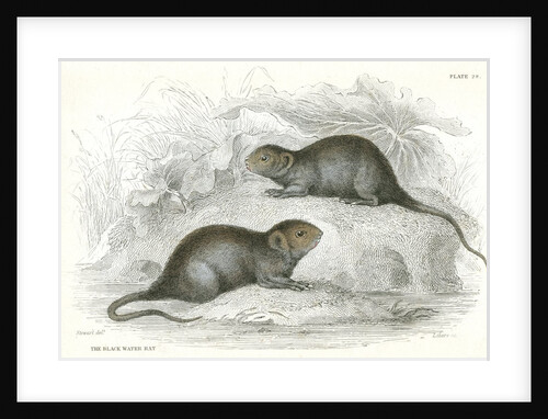 European water voles by Anonymous