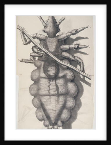 Louse on human hair by Anonymous