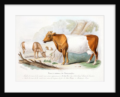 Somerset cows by Anonymous