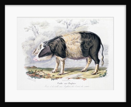 Old English breed of pig by Anonymous