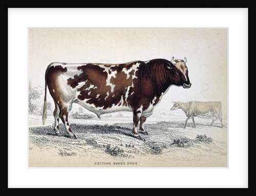 British Short Horn by Anonymous