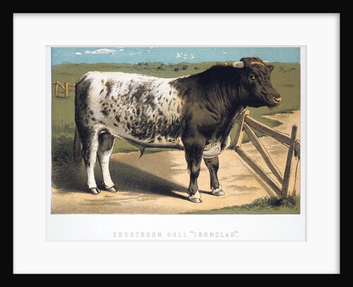 Shorthorn Bull 'Ironclad' by Anonymous