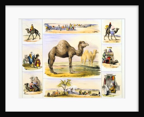 Camels and their uses by Anonymous