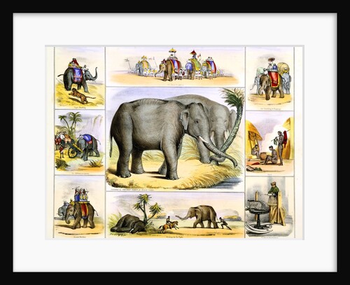Elephants and their uses by Anonymous