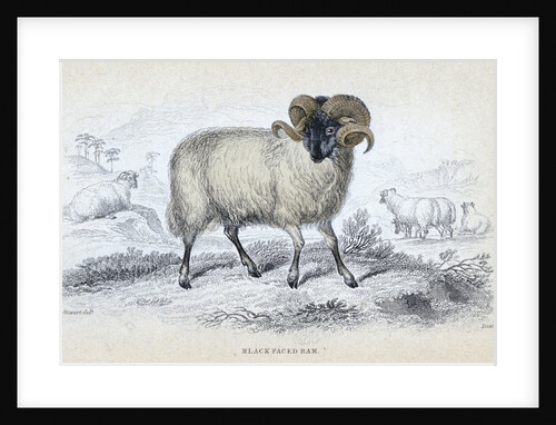 Black Faced Ram by Anonymous