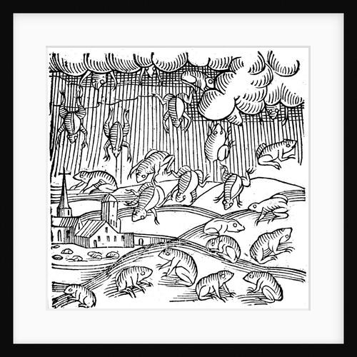 Rain of frogs recorded in 1355 by Anonymous