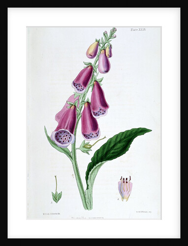 Foxglove by Anonymous