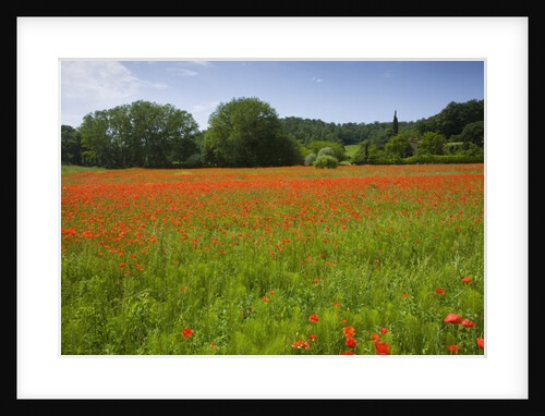 Poppy field, Chiusi, Italy by Anonymous