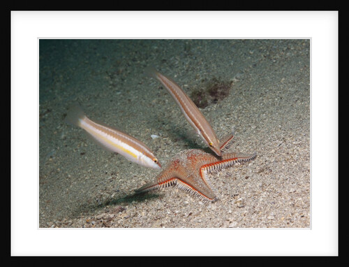 Juvenile Rainbow Wrasses by Anonymous