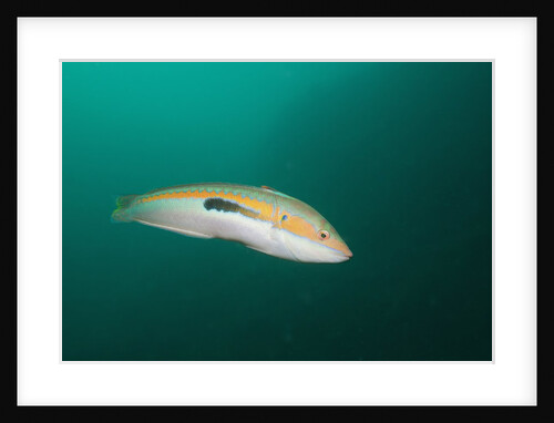 Rainbow Wrasse by Anonymous