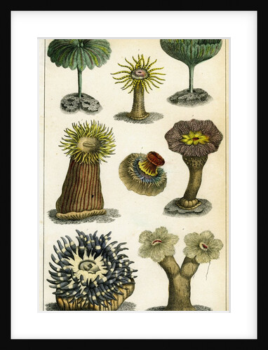 Sea anemones by Anonymous
