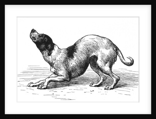 Submissive dog by Anonymous