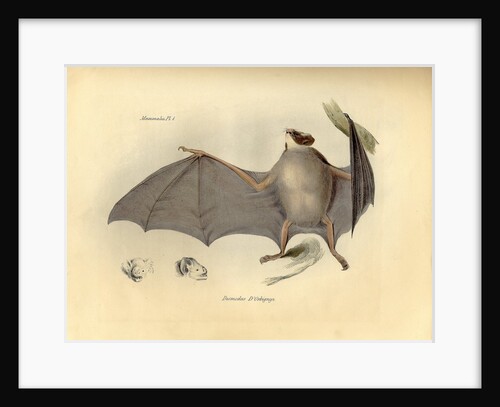 Color lithograph of bat by Anonymous