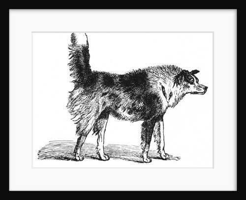 Hostile dog by Anonymous
