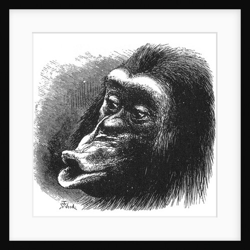 Face of chimpanzee by Anonymous