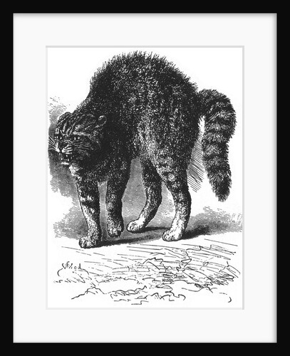 Scared cat by Anonymous