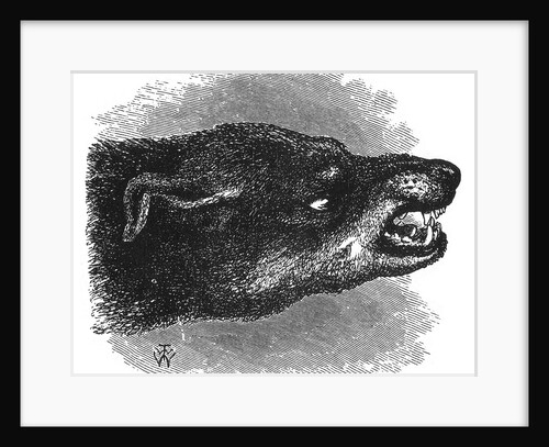 Head of snarling dog by Anonymous