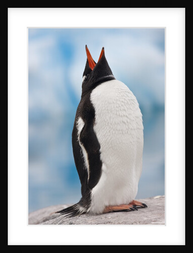 Gentoo Penguin Antarctica by Anonymous