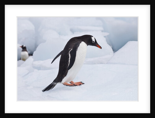 Gentoo Penguin Antarctica by Anonymous