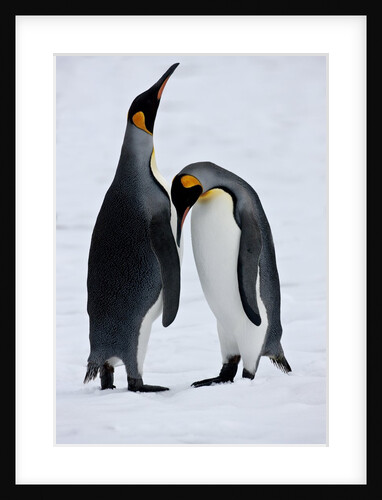 Pair King Penguins on fresh snows, South Georgia Island by Anonymous