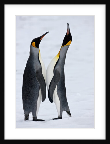 Pair King Penguins on fresh snows, South Georgia Island by Anonymous