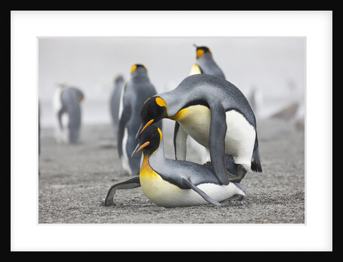 King Penguins about to mate, South Georgia Island by Anonymous