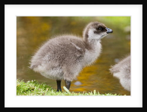 Upland Goose baby at waters edge, Fakland Islands by Anonymous