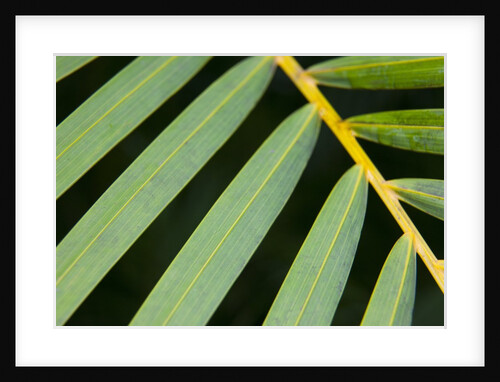 Closeup of palm leaves by Anonymous