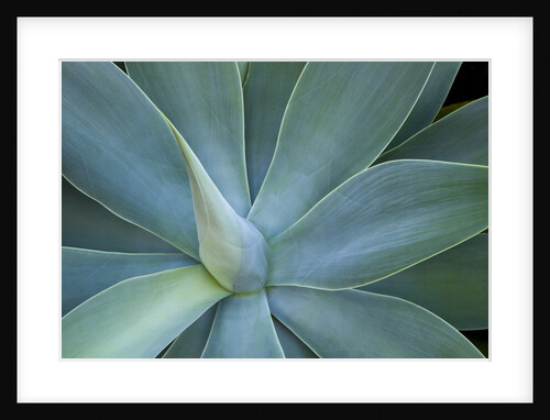 Agave on the island of Maui, Hawaii by Anonymous