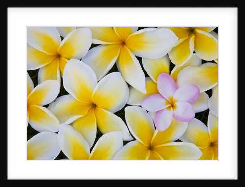 Frangipani flowers by Anonymous