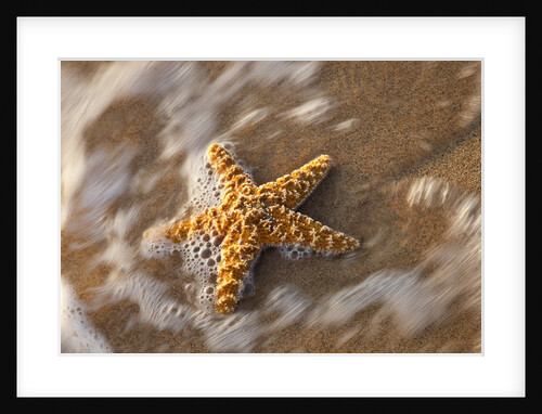 Starfish on the sandy beachs of Keihi, Maui Hawaii in the evening light by Anonymous