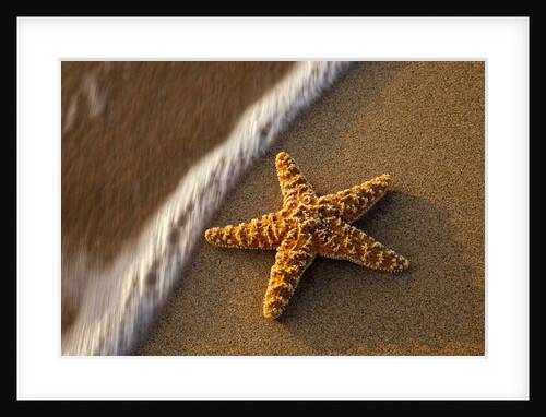 Starfish on the sandy beachs of Keihi, Maui Hawaii in the evening light by Anonymous