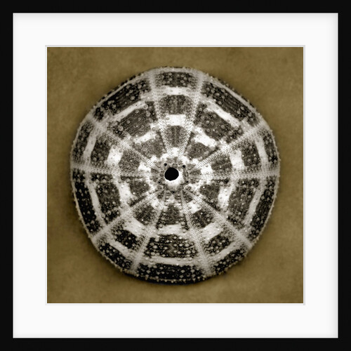 Alphonso Sea Urchin by Anonymous