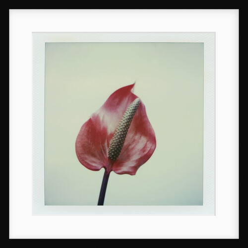 Anthurium Flower by Anonymous