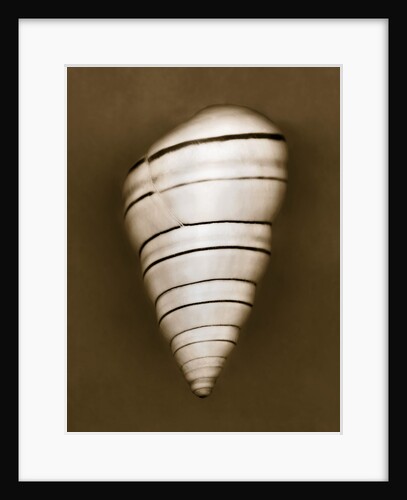 Candy Cane Shell by Anonymous