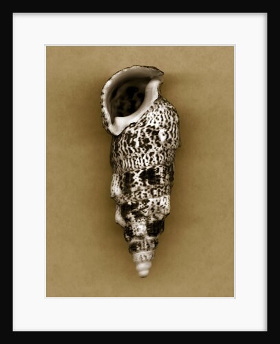 Cerithium Shell by Anonymous